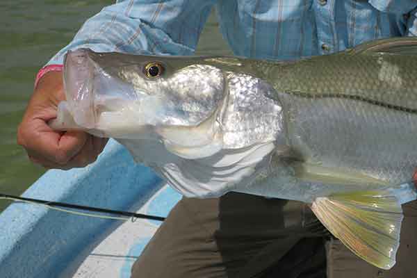 Ascension Bay Lodge Fly Fishing Mexico